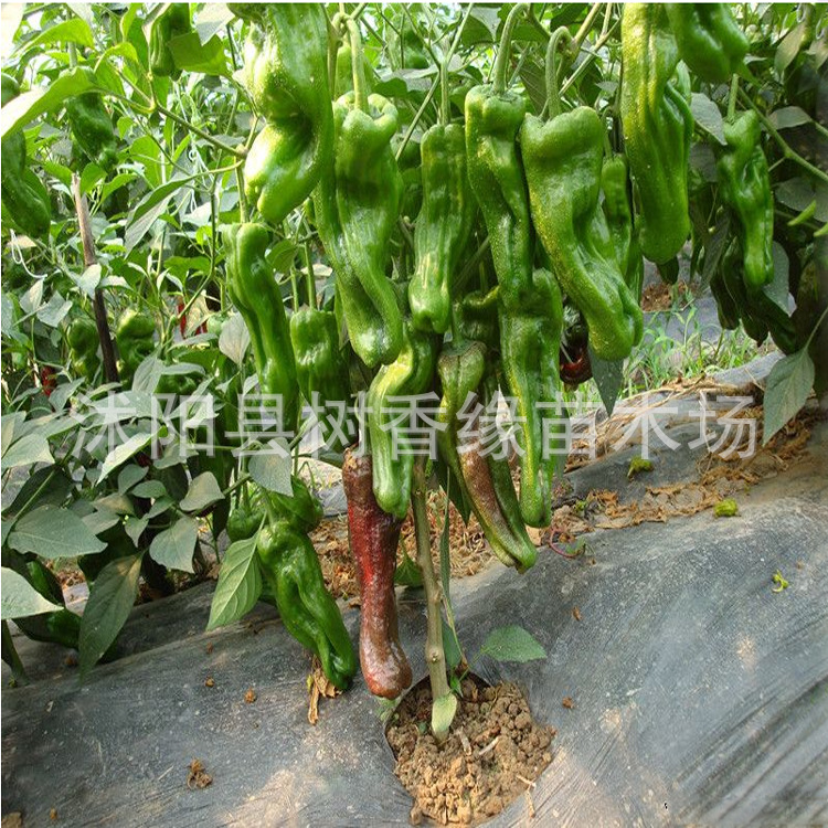 种子牛角椒_蔬菜优质辣椒种子朝天椒尖椒种植