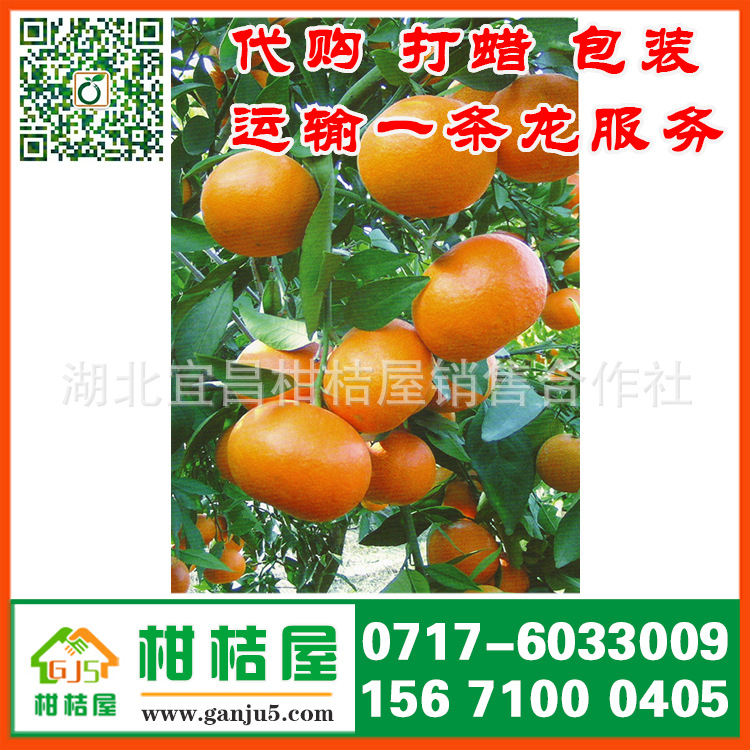 湖北宜昌晚熟柑橘产品展示