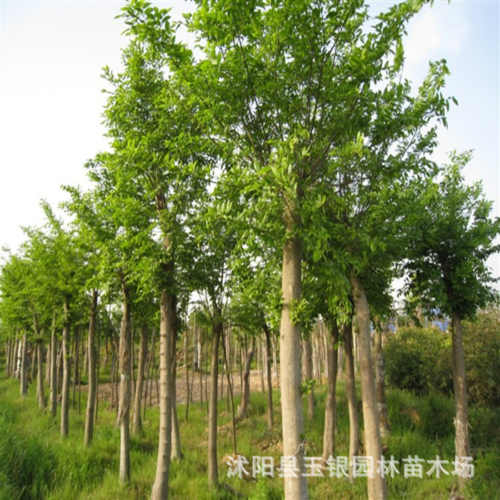 供应乔木-朴树,朴树基地,量多,规格齐全