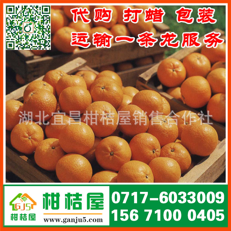 湖北宜昌晚熟柑橘产品展示