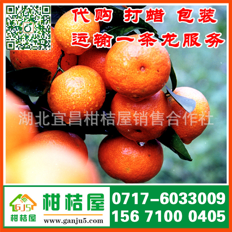 湖北宜昌中熟柑橘产品展示