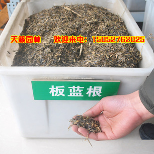 特价供应药材种子板蓝根种子批发