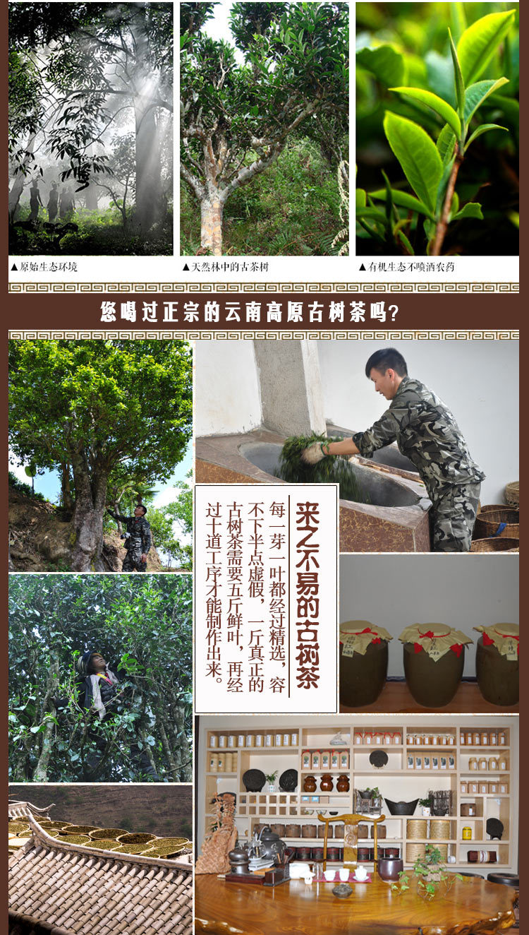 2015年云南凤庆有机古树红茶野生乔木普洱树种纯料滇红新茶早春茶