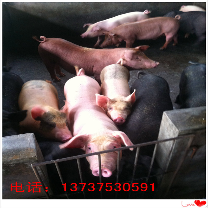 广西生猪养殖基地供应三元猪 长白猪 土杂猪8元一斤