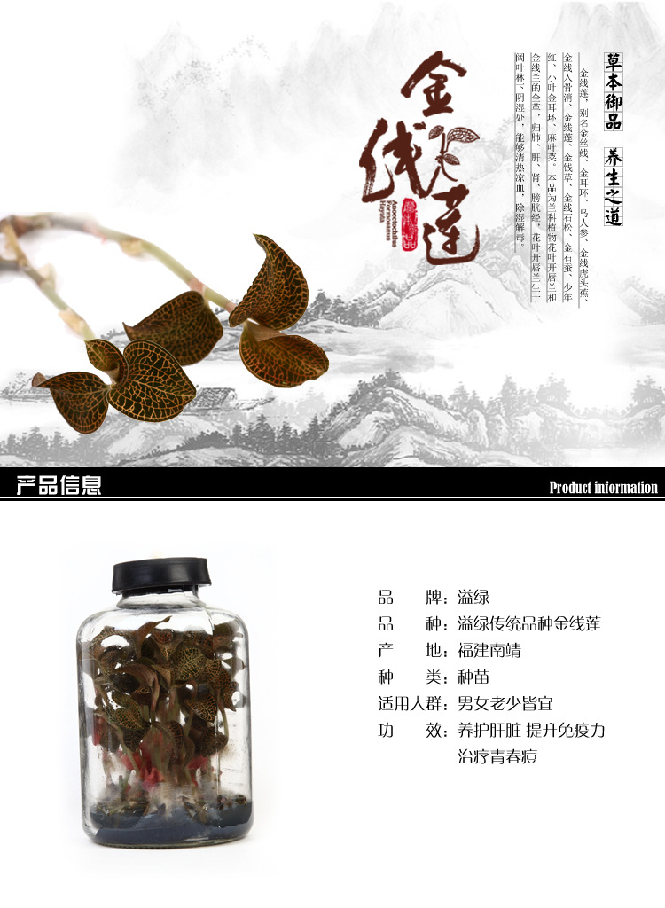 首页 农业 农作物种子,种苗 药材种子,种苗【溢绿金线莲】福建传统