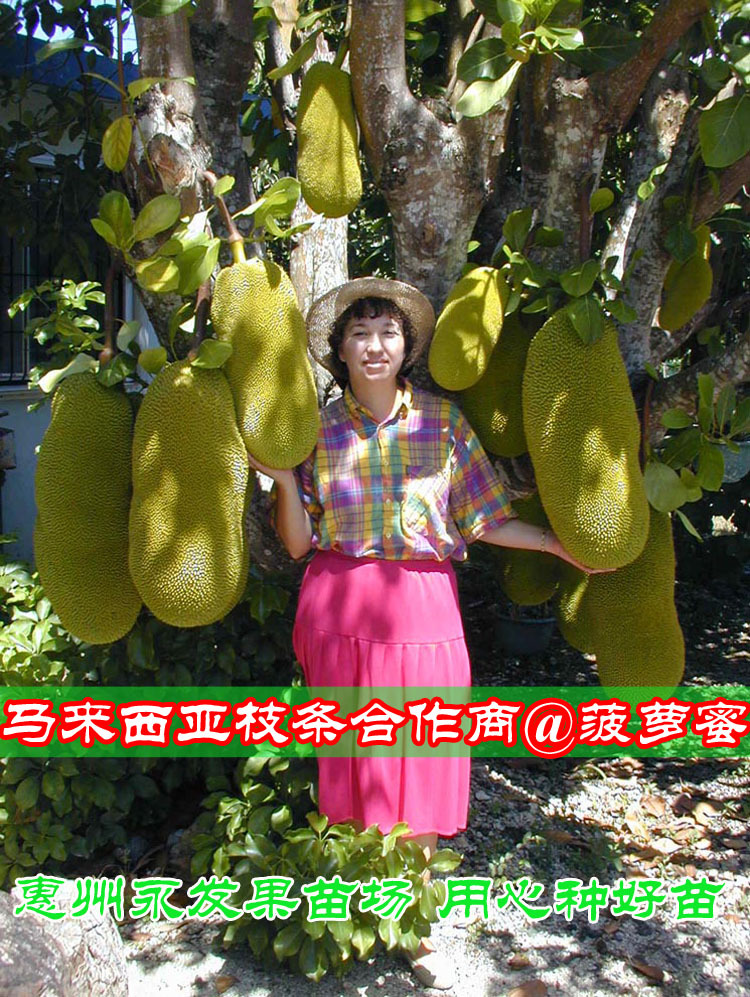 菠萝蜜树_良种苗 马来西亚一号菠萝蜜 果树苗