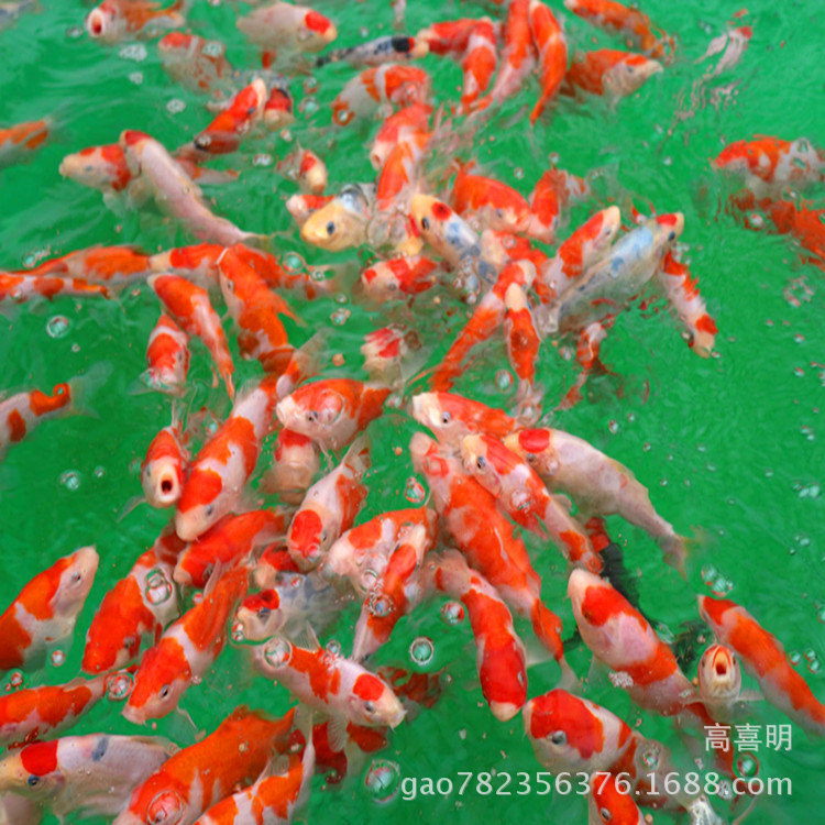 红白锦鲤苗