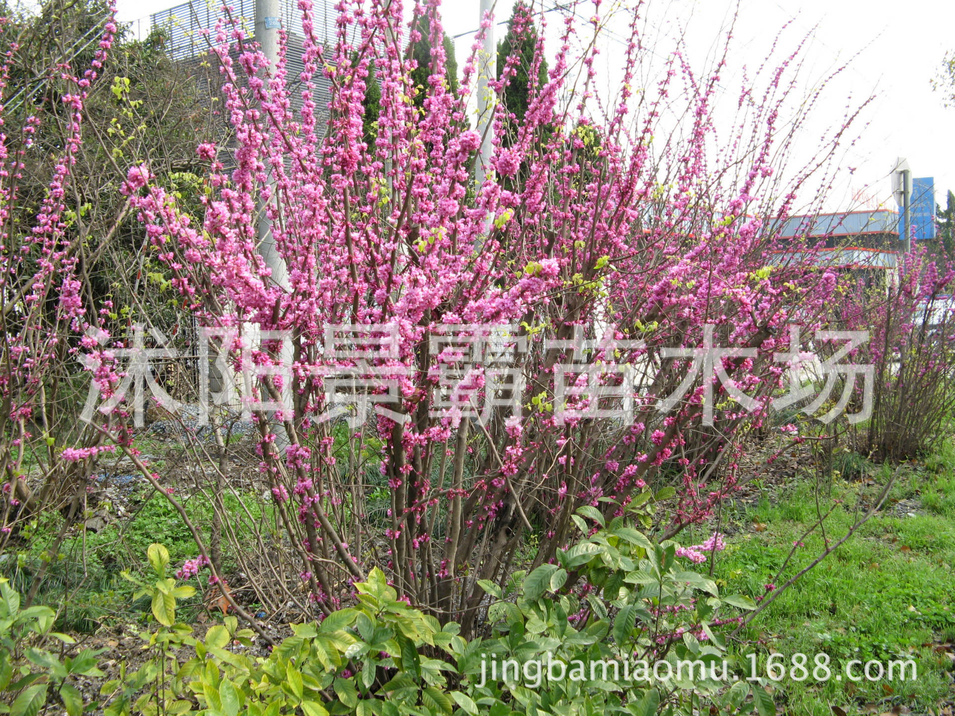 紫荆2