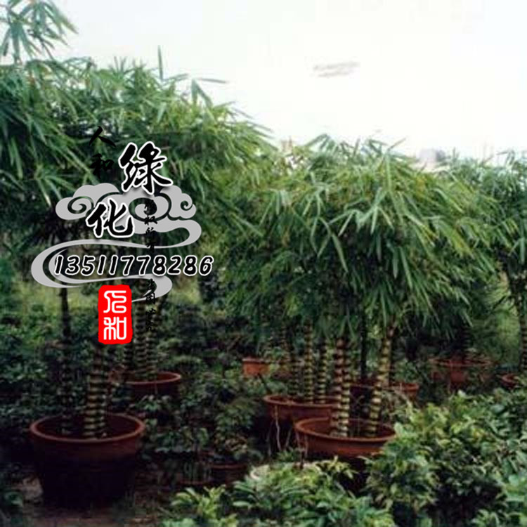 庭院园林绿化罗汉竹盆栽植物罗汉竹寿星竹四季长青规格齐全