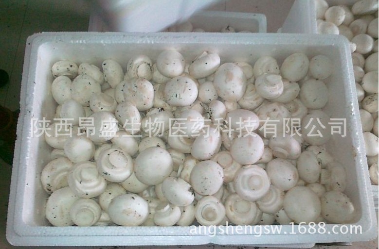 双孢菇多糖20% 圆蘑菇 白蘑菇粉 陕西厂家双孢菇提取物