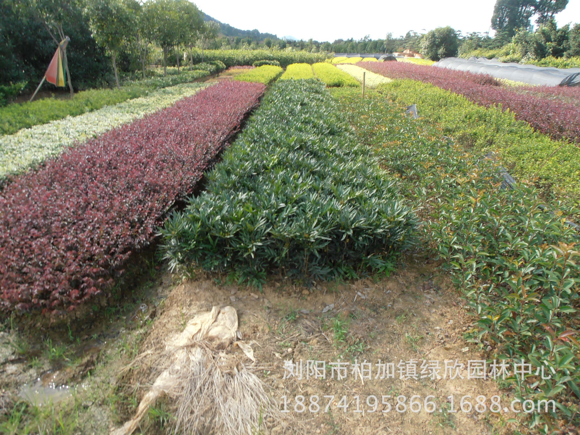 供应高档植物彩色篱笆苗 红花继木小苗 红花檵木 基地批发