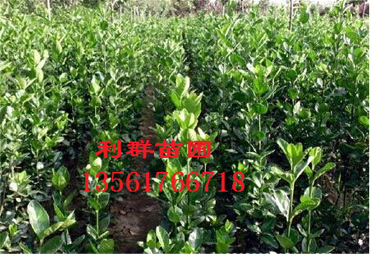 QQ图片20141219135202