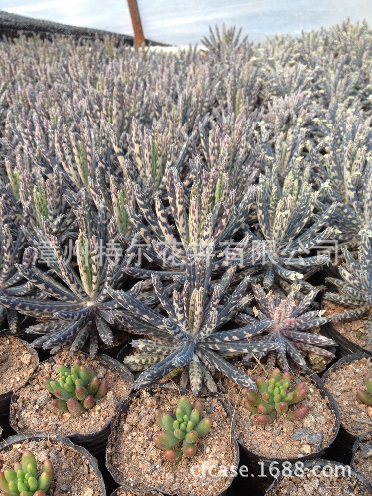 多肉植物批发 落地生根(窄叶不死鸟)