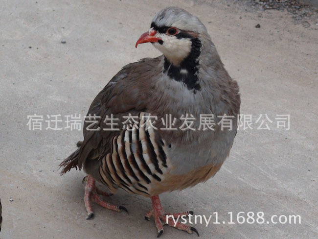 鹧鸪养殖美国鹧鸪大种鹧鸪种苗石鸡苗公司直销鹧鸪蛋苗