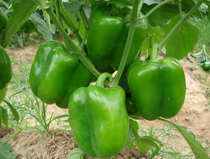 我要发芽 蔬菜种子 绿色甜椒种子 青辣椒种子 耐热灯笼椒 40粒/包