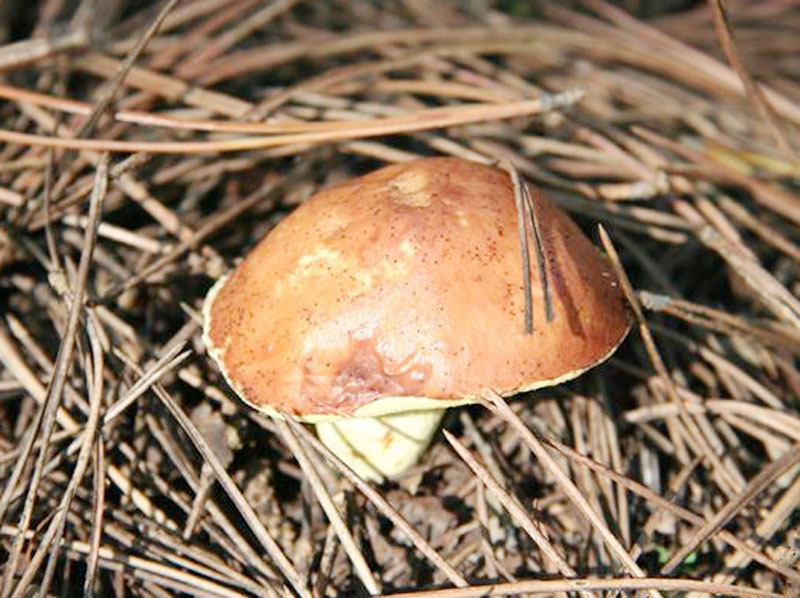 大量供应*野生松蘑 优质营养干蘑菇*干货 食用菌类批发