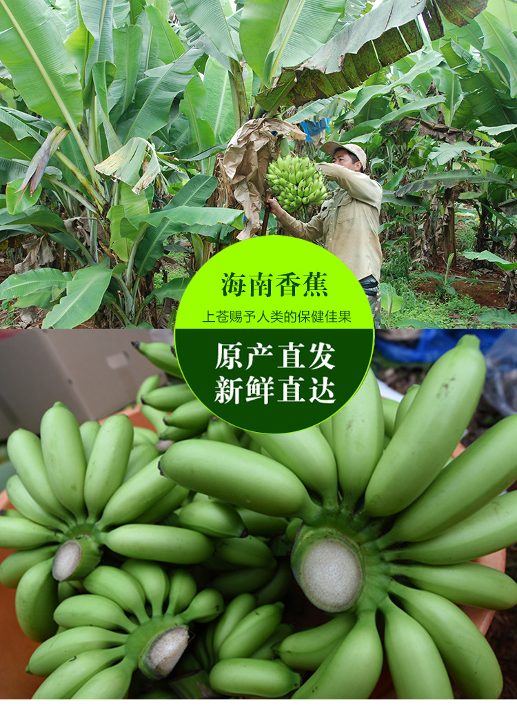 海南澄迈特产皇帝蕉 海南新鲜皇帝蕉批发 原产地直供