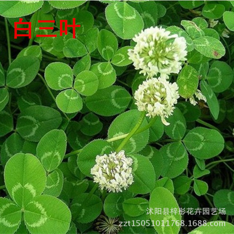 三叶草种子 白三叶 红三叶 年后的草地,年可收割3～5次,亩产鲜草