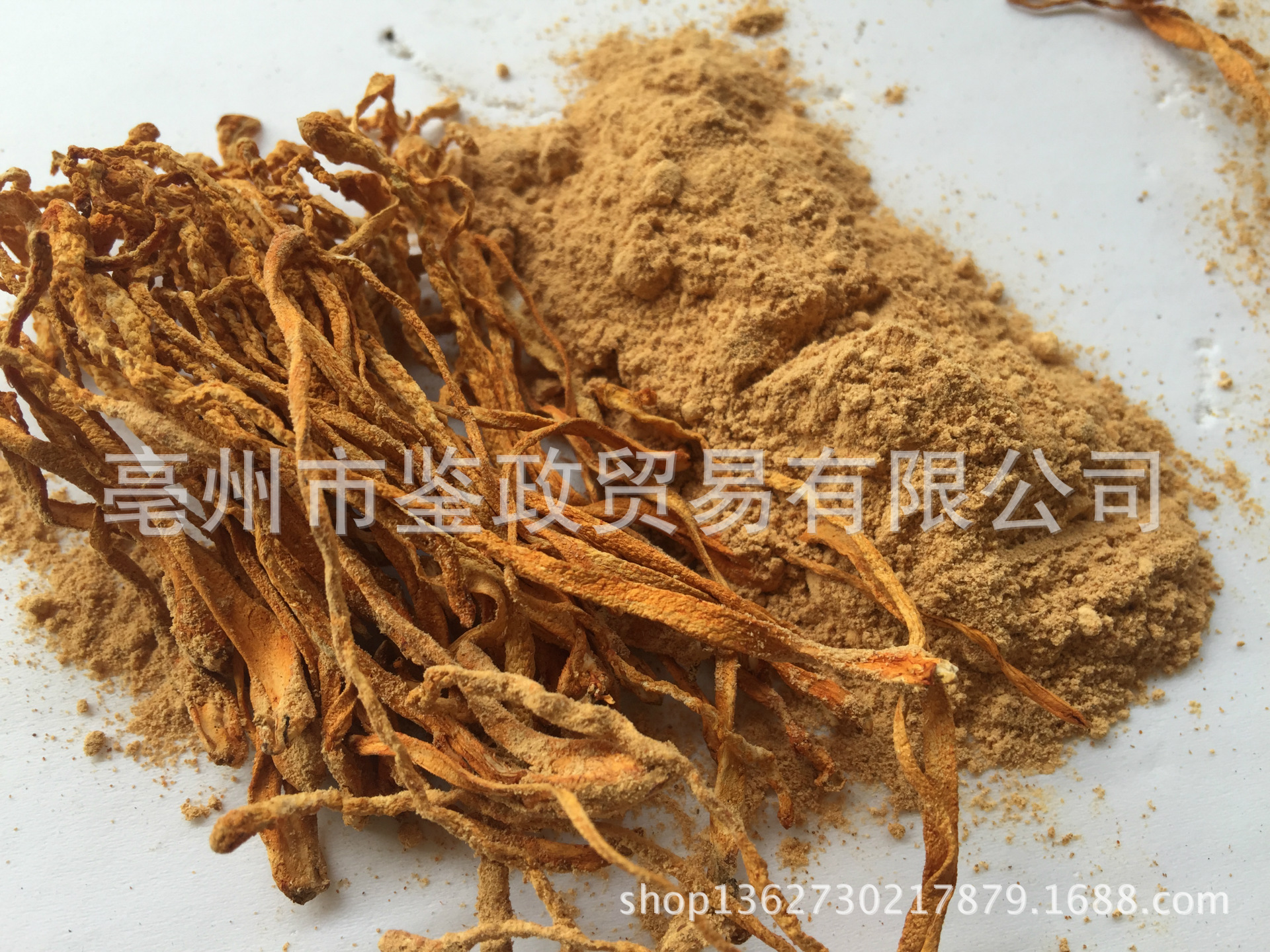 厂家促销 正品 新会 蛹虫草粉 高粉金虫草 虫草花粉 无硫无添加