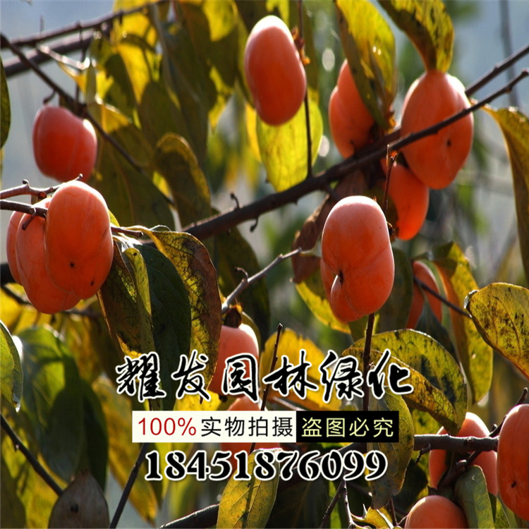 Ʒڼ޽Ӻ34꿪ʼ,1012ʢ,ʵ57