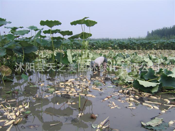 直销 荷花种苗 水生花卉 荷花种藕 观赏花卉 荷花种块 量大优惠