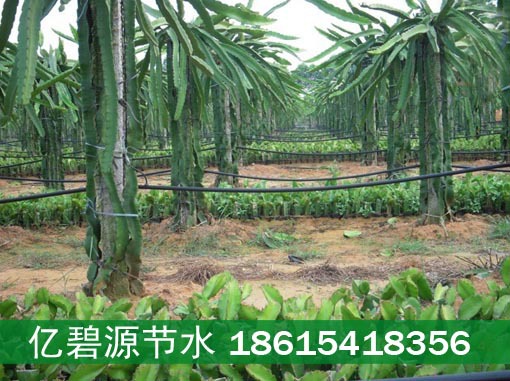 灌溉用喷灌带_广东湛江火龙果灌溉用喷灌带 微