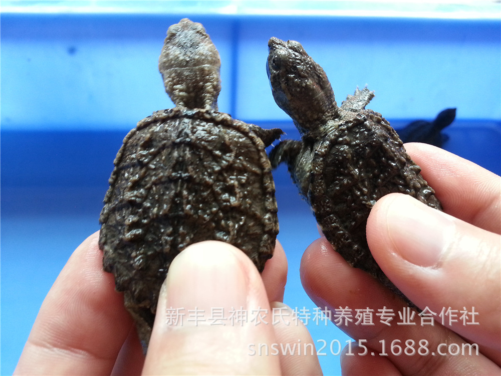 小鳄龟