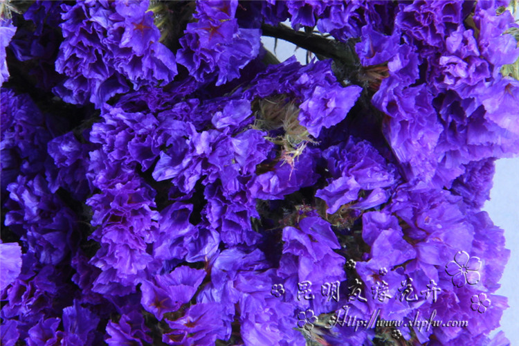 【勿忘我干花】永生花盒必备配花 干花勿忘我1扎约20个花头