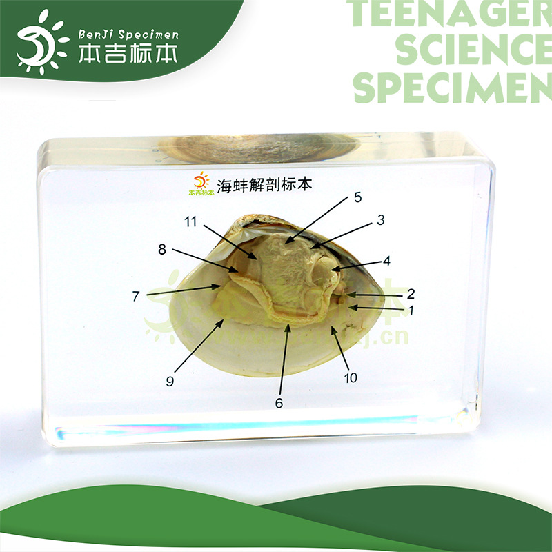 1209-河蚌解剖标本