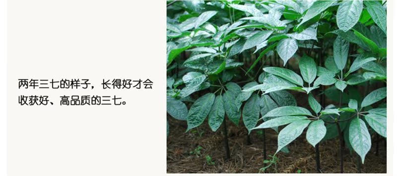 【30头三七250g/瓶】水洗田七/金不换 文山恒祥中药材产地直销