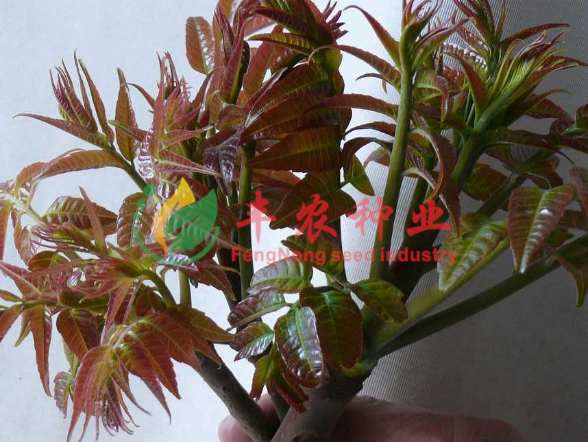 树上蔬菜 空中美食 红油香椿种子 四季极品速生香椿 5g
