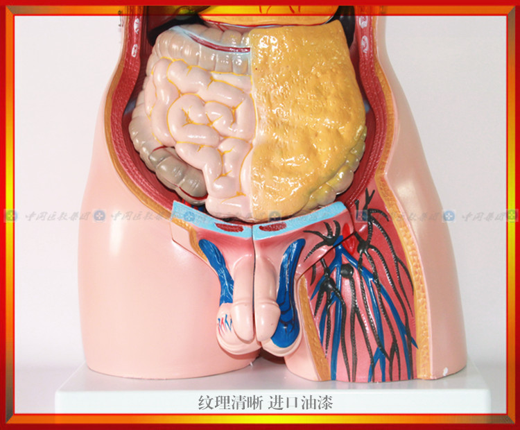 厂家直销 三性人体躯干模型(85cm/21件) 人体内脏器官模型 津堰