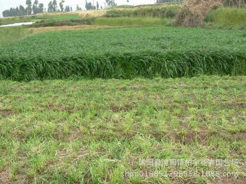 批发多年生黑麦草 牛头-产量高 叶量大品质好 再生快喜肥持久性强