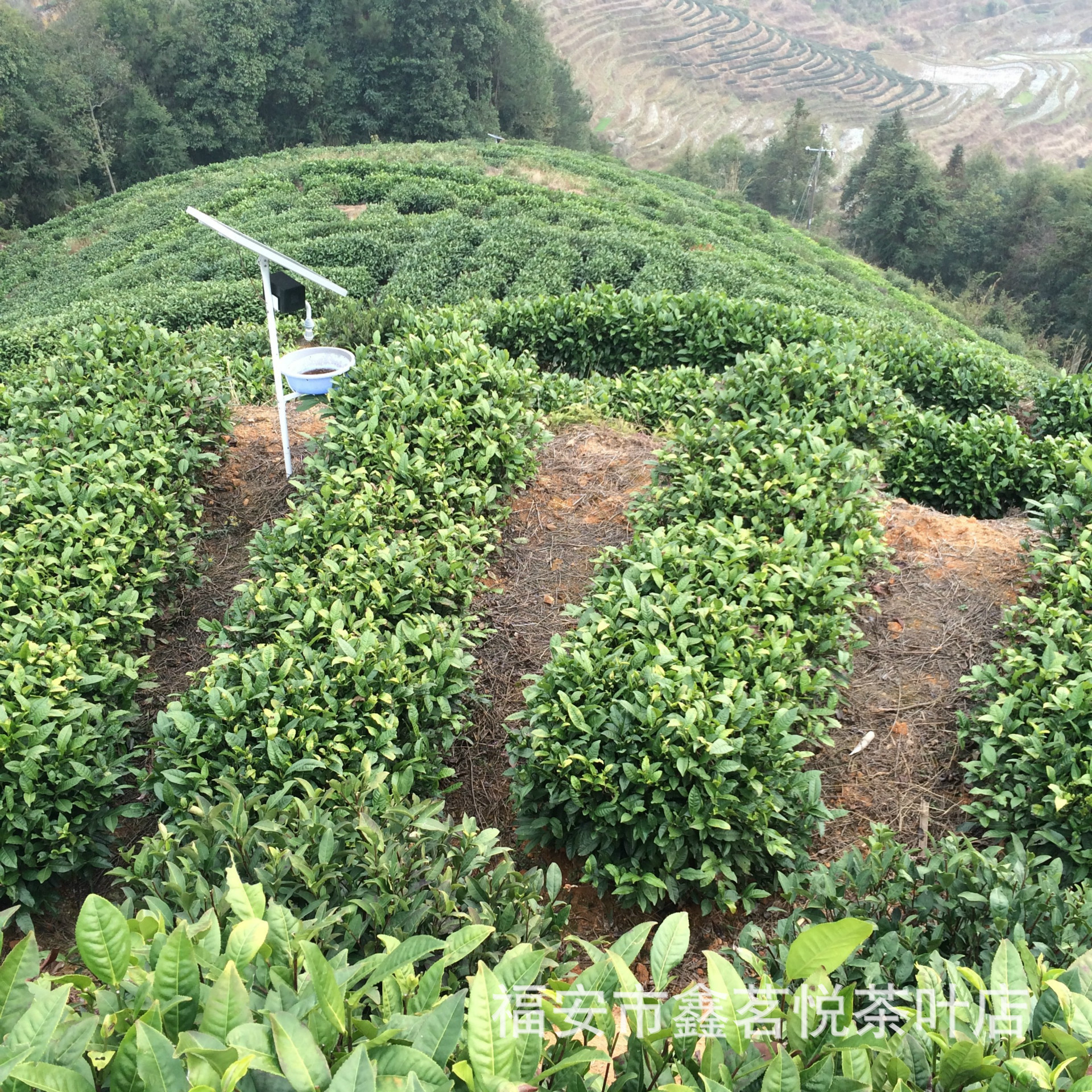 厂家批发 特级 白毫银针 茶叶 福鼎白茶 白茶饼350g全芽无梗