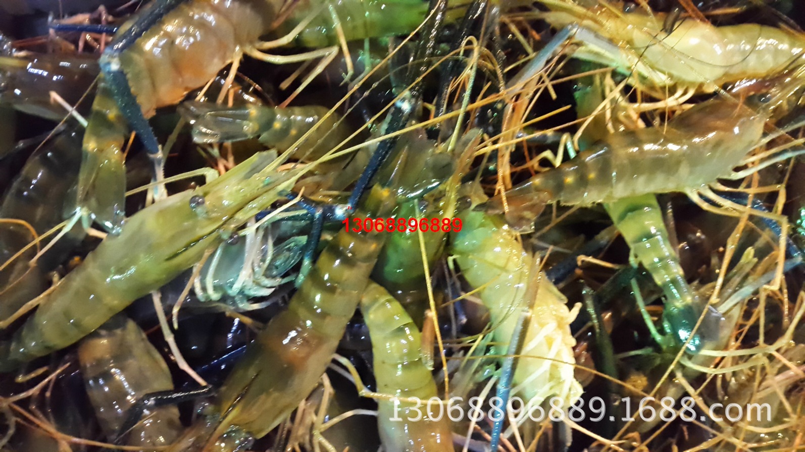 大头虾罗氏虾沼虾白脚虾螺丝虾
