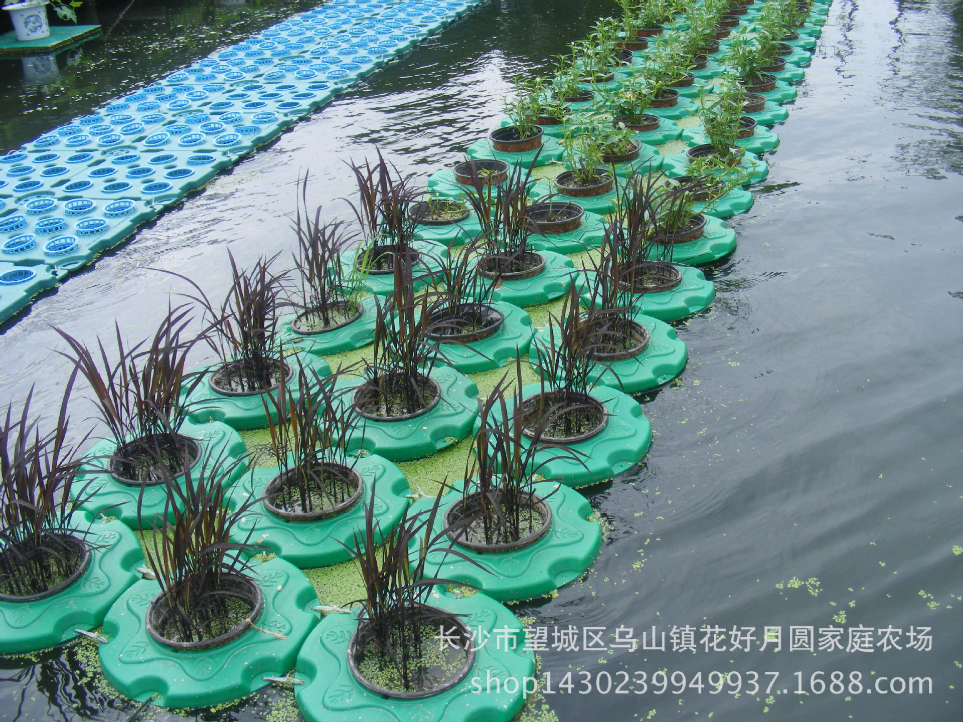 花好月圆生态浮岛 农业 景观 水稻 种植设备