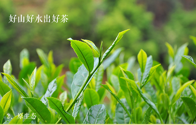 特级红茶金骏眉茶叶黄芽 高档礼盒装春茶武夷山桐木关过节送礼tea