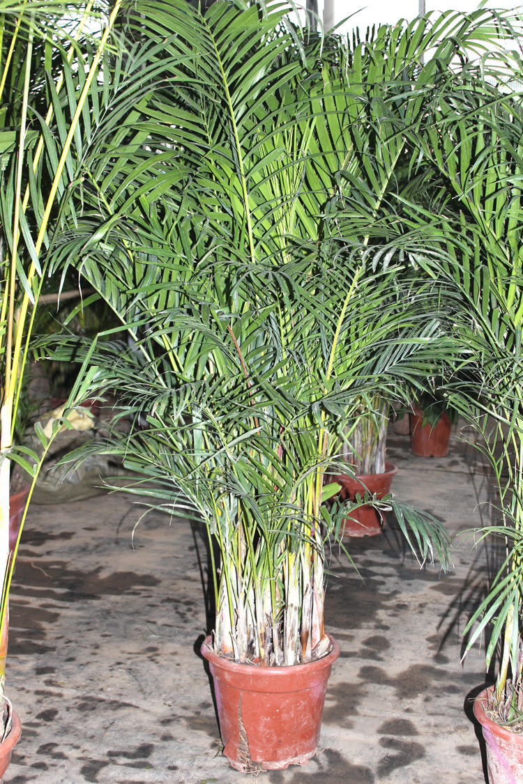 凤尾竹 室内净化空气吸甲醛植物   【产品名称】:夏威夷椰子 【摆放