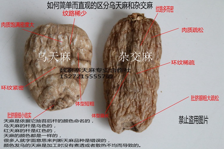 天麻品质怎么区分 - 天麻砖家