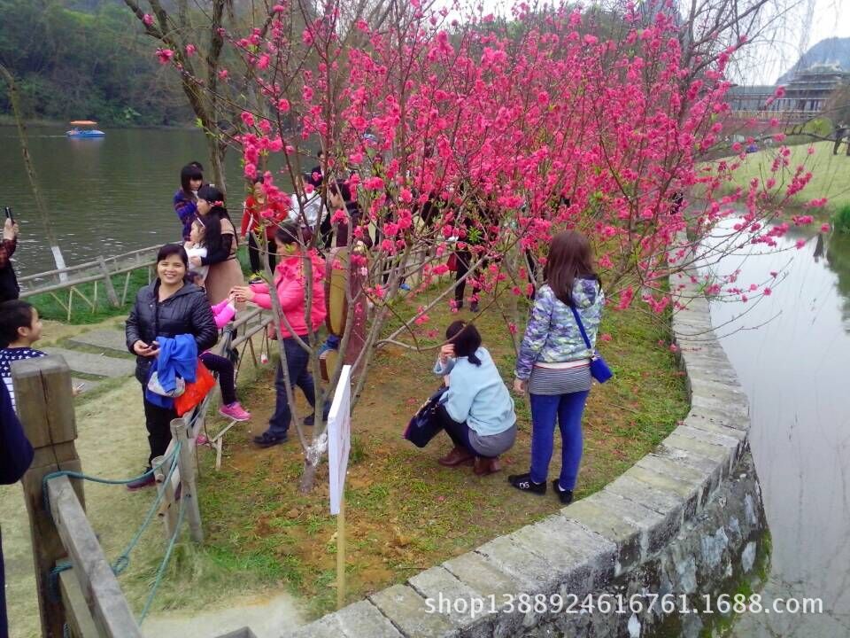 2015年初四柳州龙潭公园桃花盛开游客观光赏花兴致浓