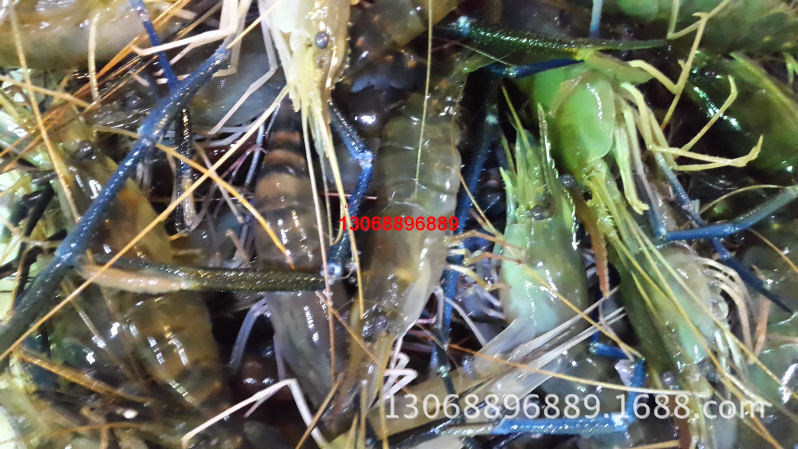 大头虾罗氏虾沼虾大河虾白脚螺丝虾