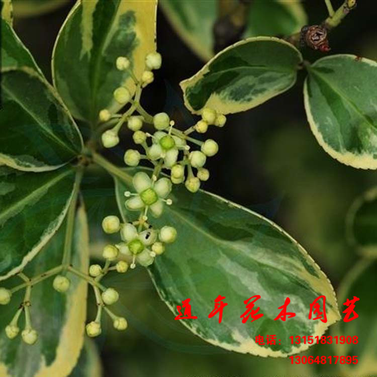 低价直销 金边冬青 金边黄杨 金边卫矛 色块植物 篱笆 庭院植物