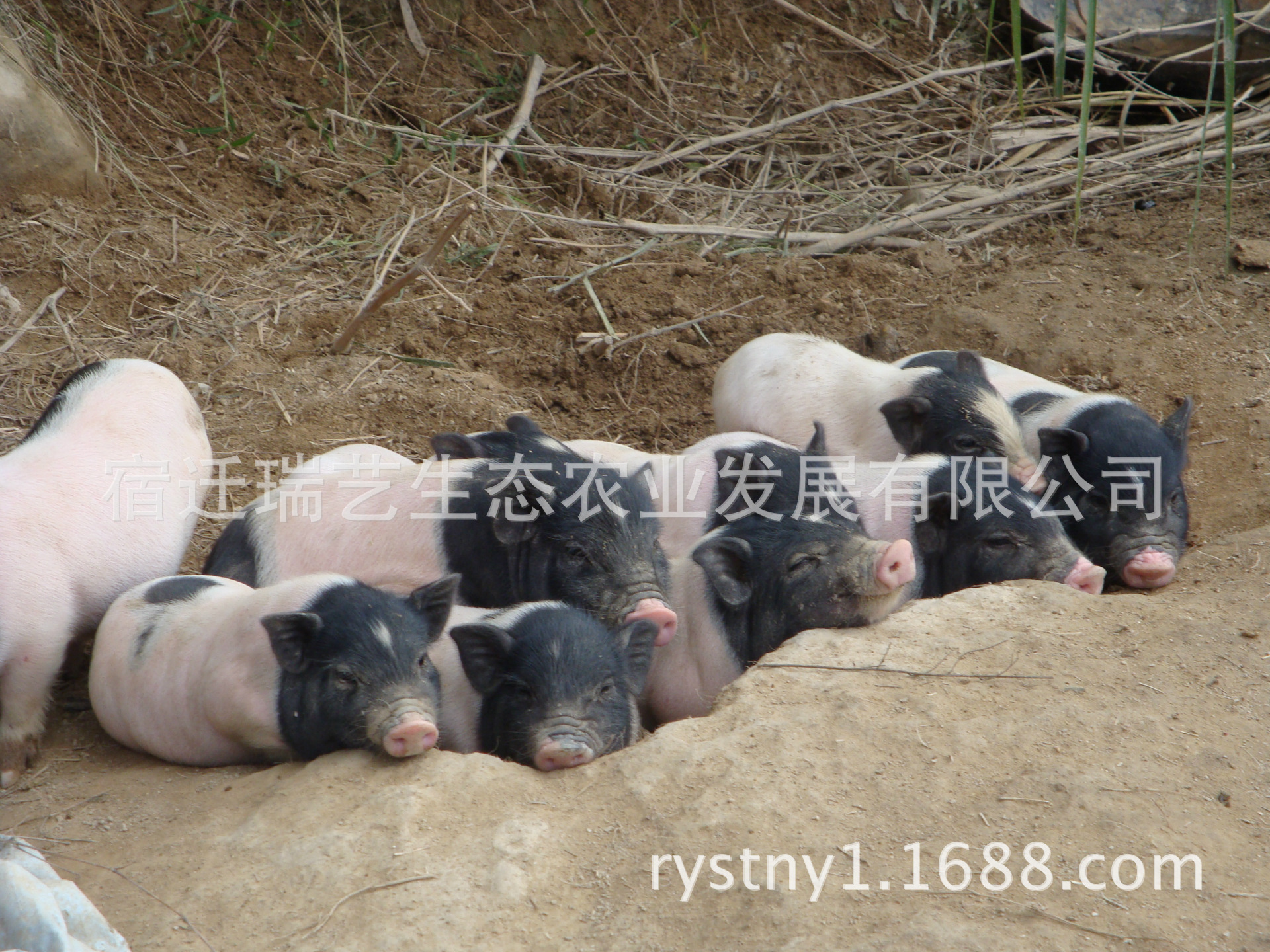 野鸡,七彩山鸡,藏香猪,野猪,锐杰花卉苗木苗圃,历经20余年的发展,仔猪