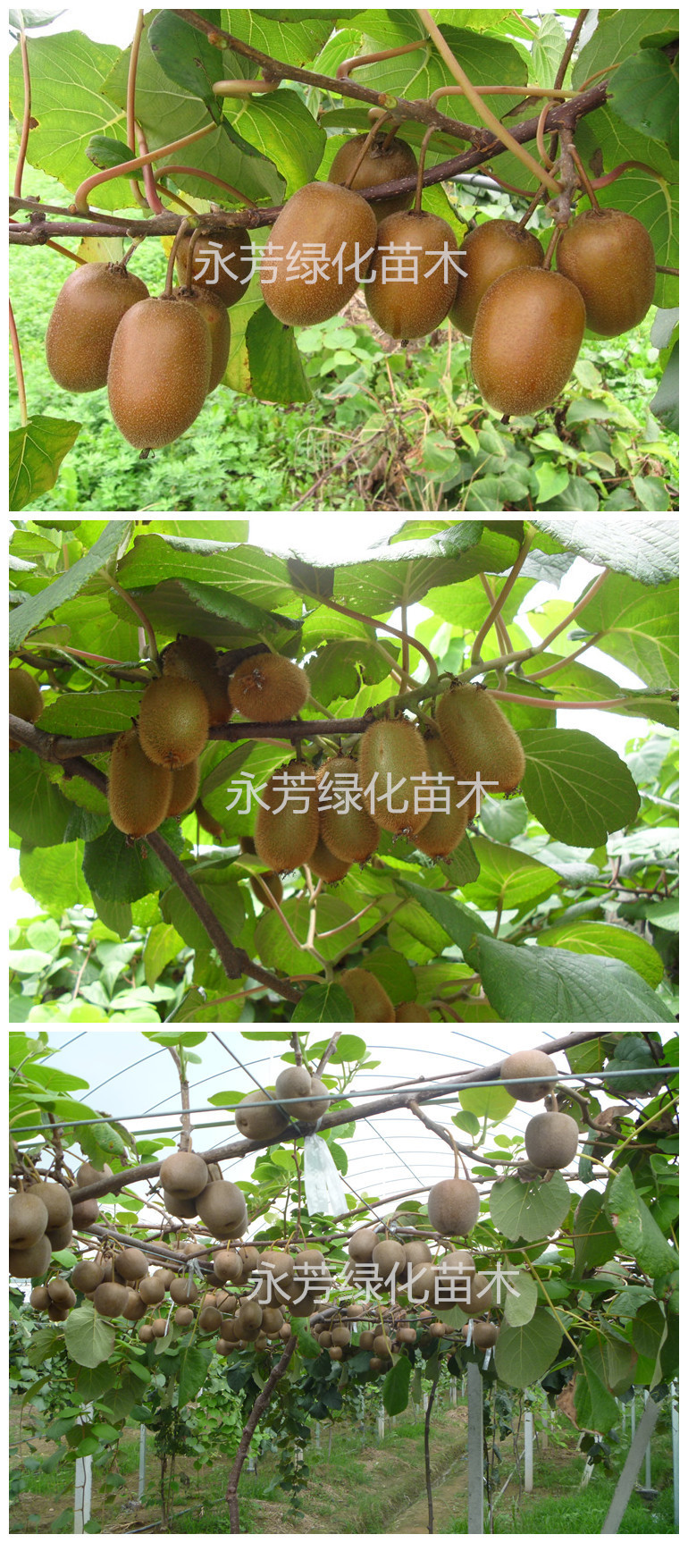 猕猴桃树苗_盆栽地栽猕猴桃树苗 红心猕猴桃 