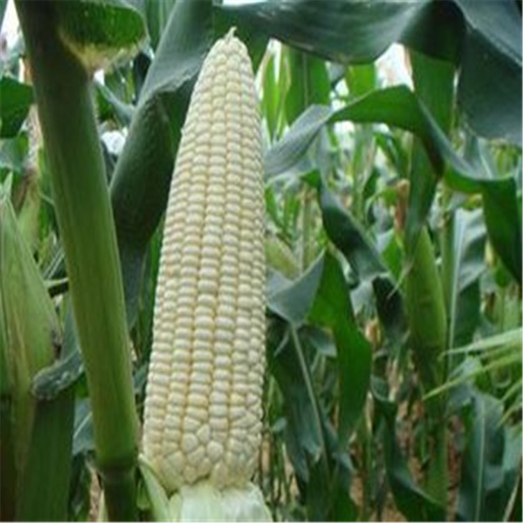 【鲜糯玉米 超级银玉玉米种子 白糯玉米 甜软皮