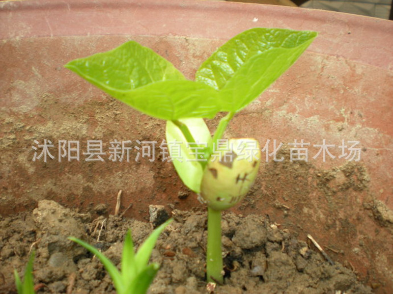 批发神奇魔豆花卉种子植物祝福爱情相思豆包发芽(红.白)任选