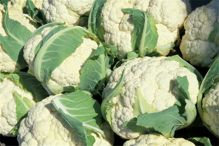 专业供应青梗有机花菜 天然无公害绿色花菜 厂家长期出售优质花菜