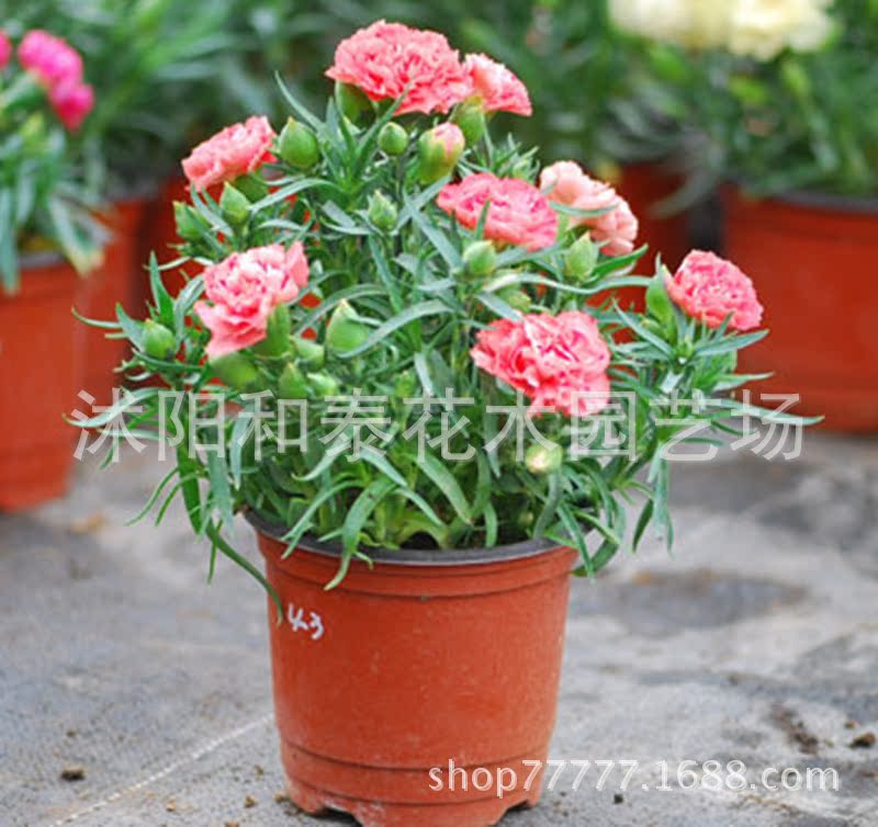 康乃馨盆栽花卉植物批发母亲节室内盆景草花批发