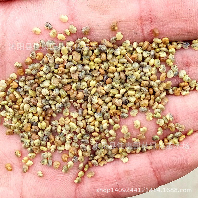 中药材种子_中药材种子猪屎豆种子椭圆叶猪屎