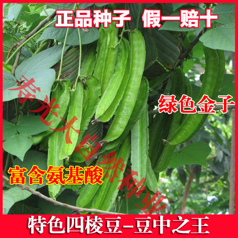 四棱豆 四角豆种子翼豆龙豆种子杨桃豆高端保健特菜 皇帝豆 1斤